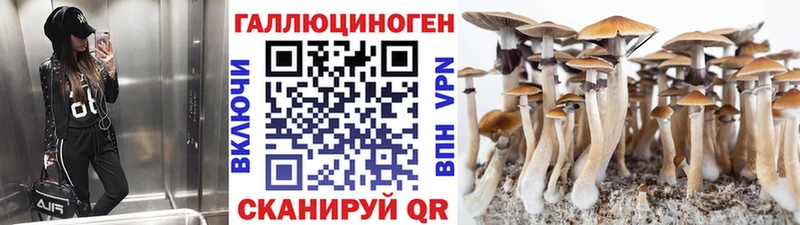 где продают наркотики  Облучье  Галлюциногенные грибы Psilocybe 